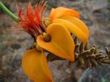 Big Island Tours Big Island Tours