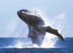  Big Island Tours