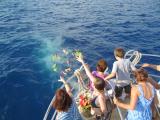  Kailua Bay Charter Company Big Island Tours