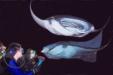 Manta Ray Night Dive and Snorkel